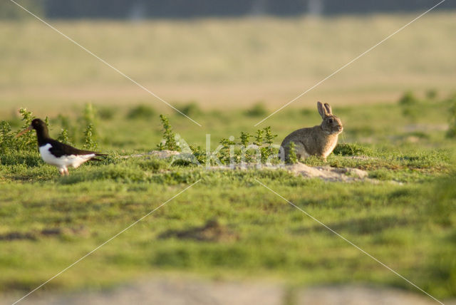 Konijn (Oryctolagus cuniculus)