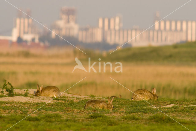 Rabbit (Oryctolagus cuniculus)