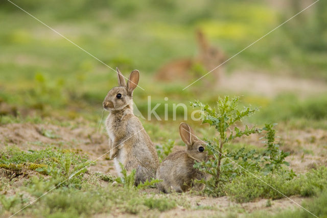 Konijn (Oryctolagus cuniculus)