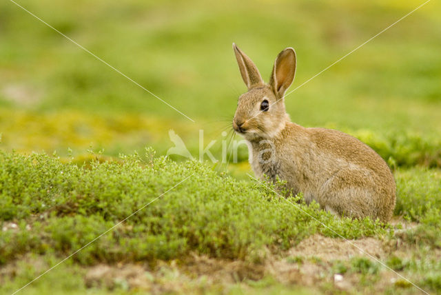 Konijn (Oryctolagus cuniculus)