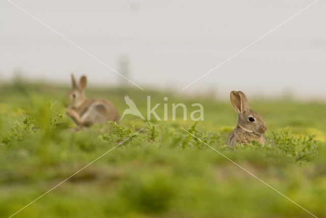 Konijn (Oryctolagus cuniculus)