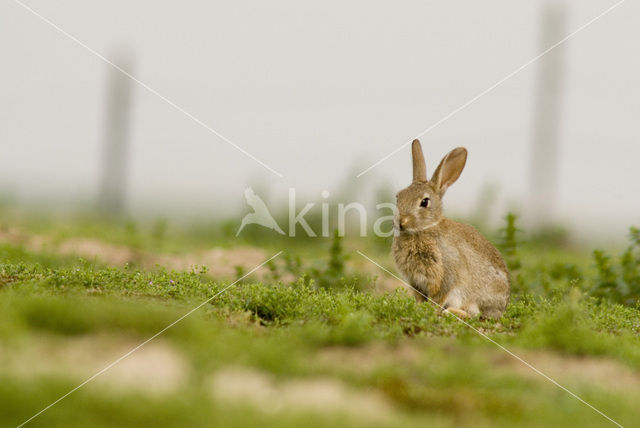 Rabbit (Oryctolagus cuniculus)