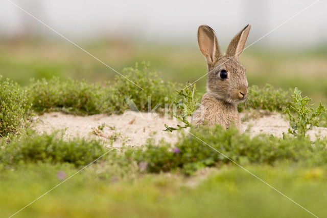 Konijn (Oryctolagus cuniculus)