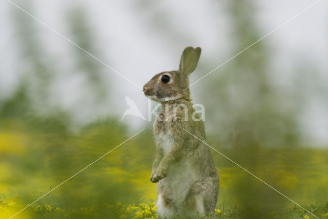 Rabbit (Oryctolagus cuniculus)