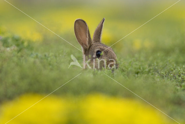 Konijn (Oryctolagus cuniculus)