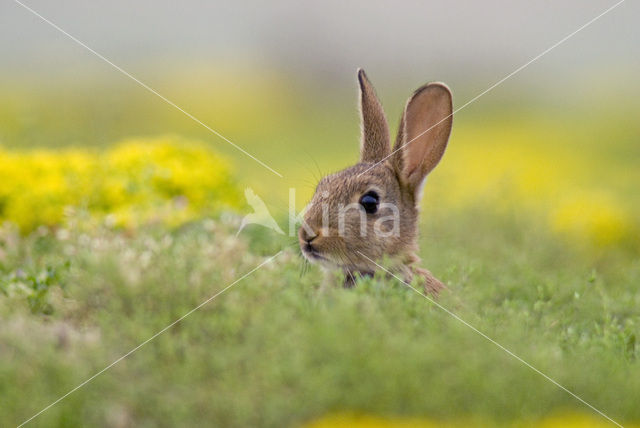 Rabbit (Oryctolagus cuniculus)