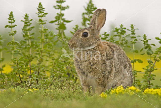 Rabbit (Oryctolagus cuniculus)