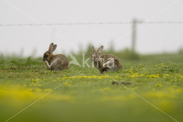 Konijn (Oryctolagus cuniculus)