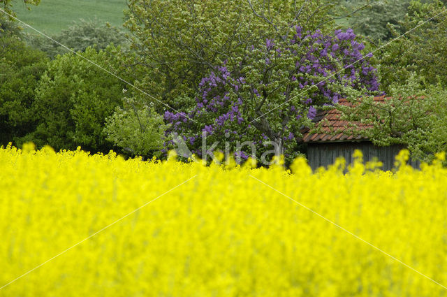 Koolzaad (Brassica napus)