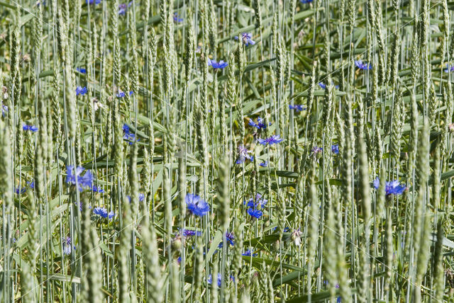 Korenbloem (Centaurea cyanus)