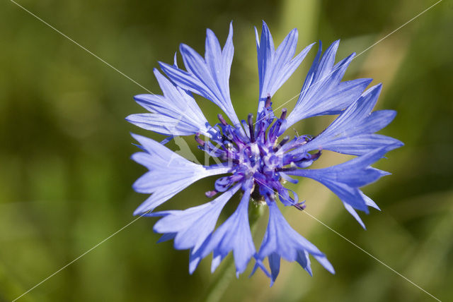 Cornflower (Centaurea cyanus)