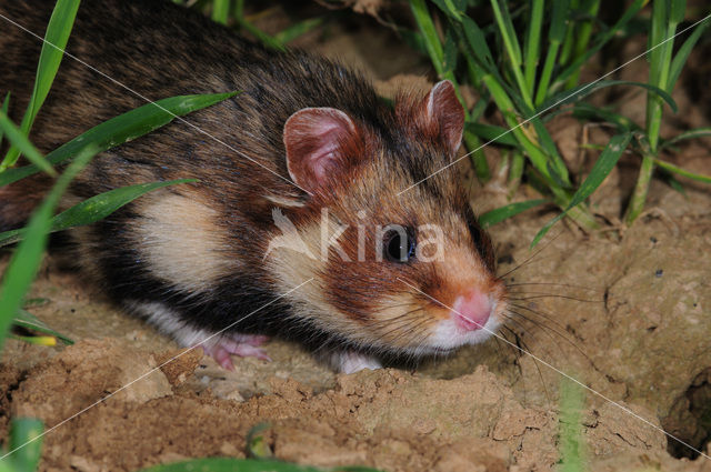 black-bellied hamster (Cricetus cricetus)