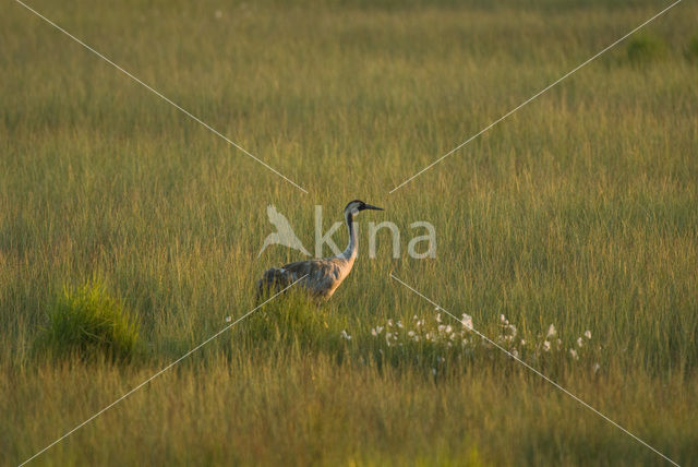 Kraanvogel (Grus grus)