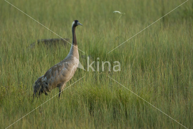 Kraanvogel (Grus grus)