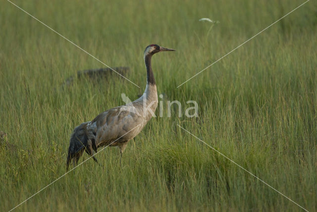 Kraanvogel (Grus grus)