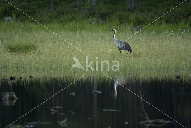 Kraanvogel (Grus grus)