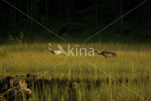 Kraanvogel (Grus grus)