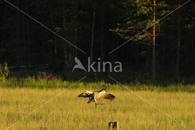 Kraanvogel (Grus grus)