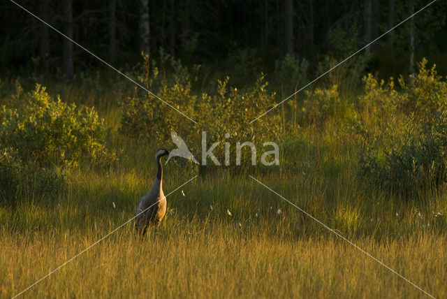 Kraanvogel (Grus grus)