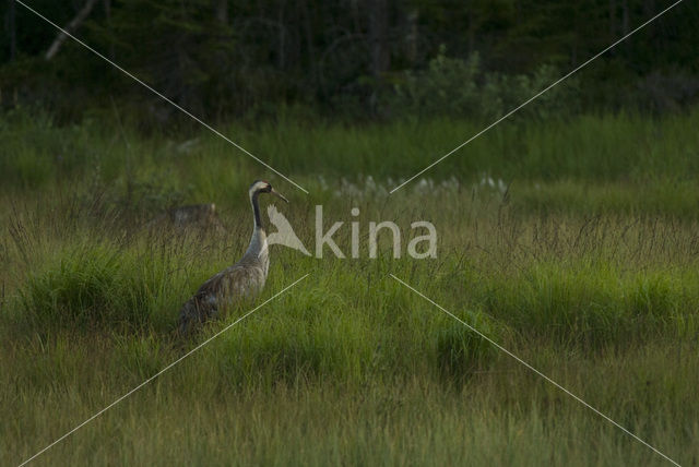 Kraanvogel (Grus grus)