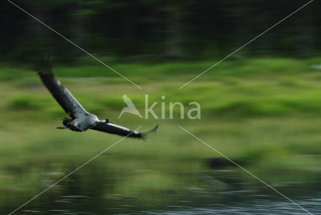 Kraanvogel (Grus grus)