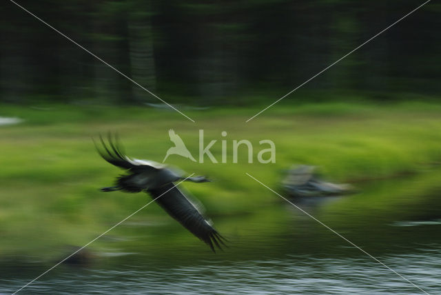 Kraanvogel (Grus grus)