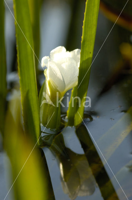 Krabbescheer (Stratiotes aloides)