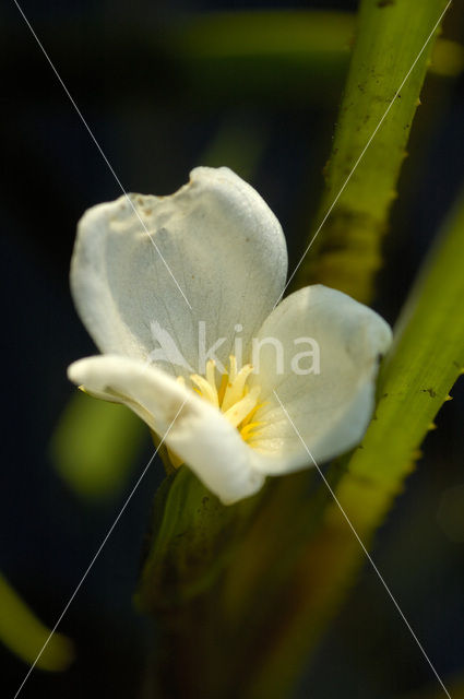 Krabbescheer (Stratiotes aloides)