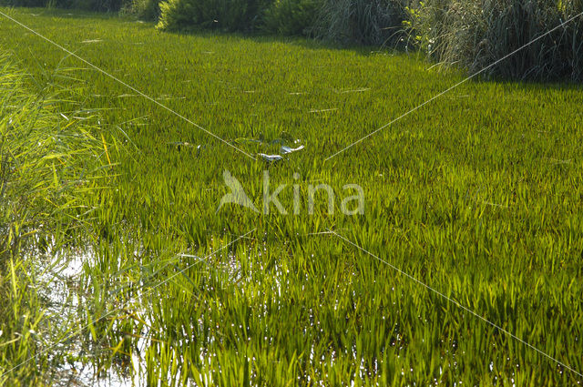 Watersoldier (Stratiotes aloides)
