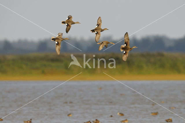 Gadwall (Anas strepera)