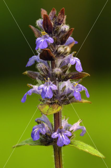 Kruipend zenegroen (Ajuga reptans)