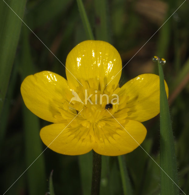 Kruipende boterbloem (Ranunculus repens)