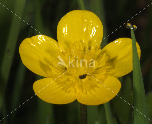 Kruipende boterbloem (Ranunculus repens)