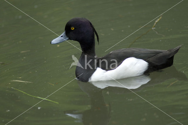 Tufted Duck (Aythya fuligula)