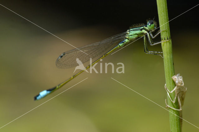 Blue-tailed Damselfly (Ischnura elegans)