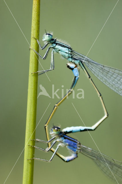 Blue-tailed Damselfly (Ischnura elegans)