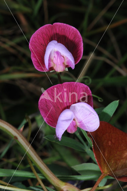 Lathyrus odoratus