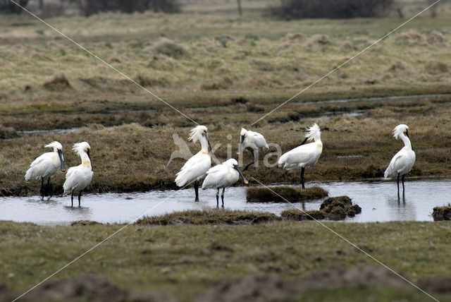 Lepelaar (Platalea leucorodia)