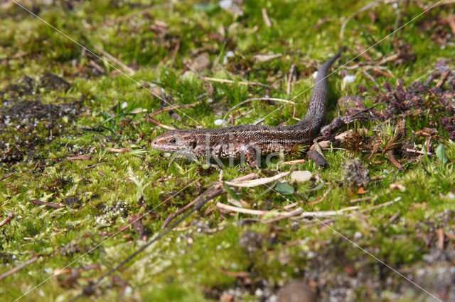 Levendbarende hagedis (Zootoca vivipara)