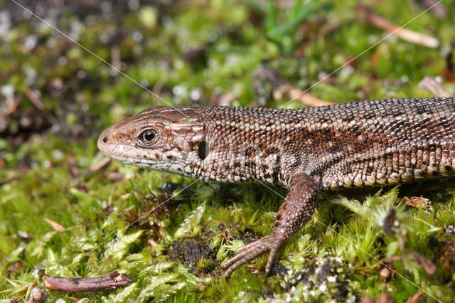 Viviparous Lizard (Zootoca vivipara)