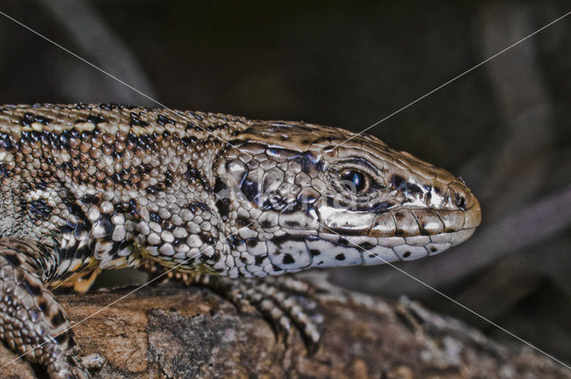 Viviparous Lizard (Zootoca vivipara)