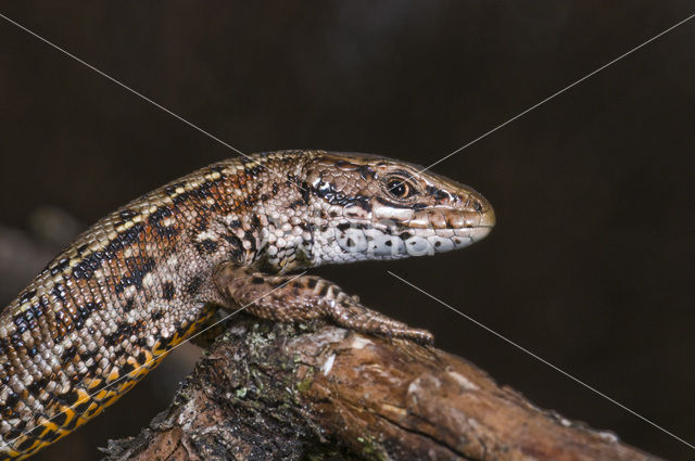 Viviparous Lizard (Zootoca vivipara)