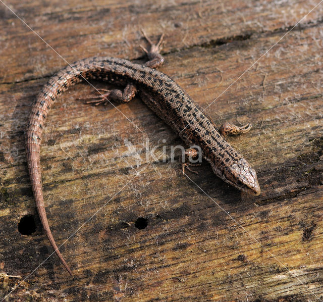 Viviparous Lizard (Zootoca vivipara)