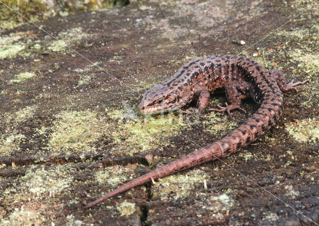 Viviparous Lizard (Zootoca vivipara)