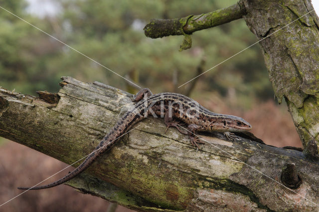 Viviparous Lizard (Zootoca vivipara)