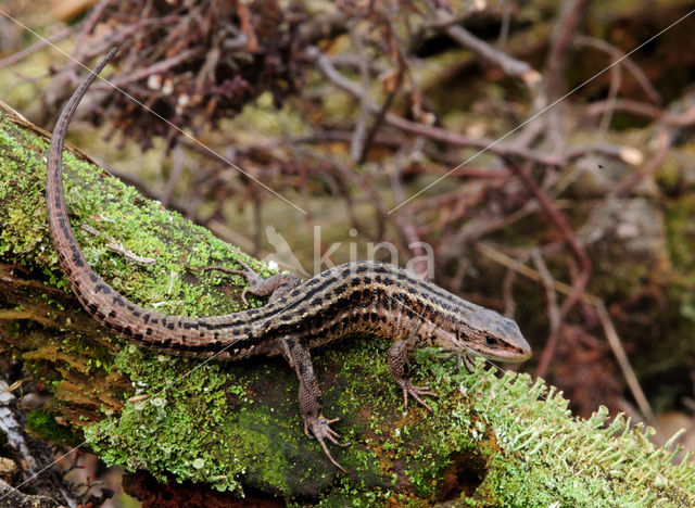 Viviparous Lizard (Zootoca vivipara)