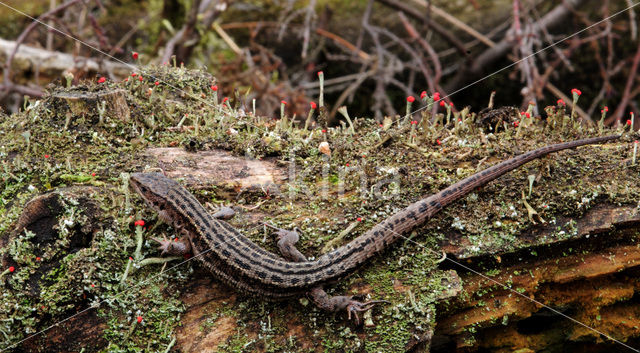 Levendbarende hagedis (Zootoca vivipara)