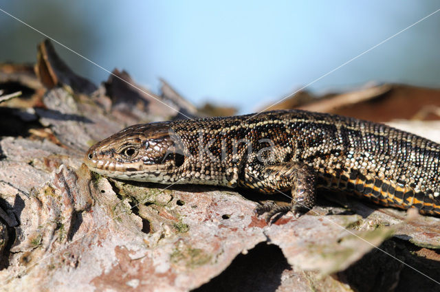 Viviparous Lizard (Zootoca vivipara)