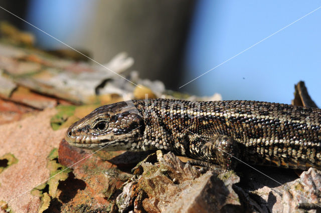 Viviparous Lizard (Zootoca vivipara)