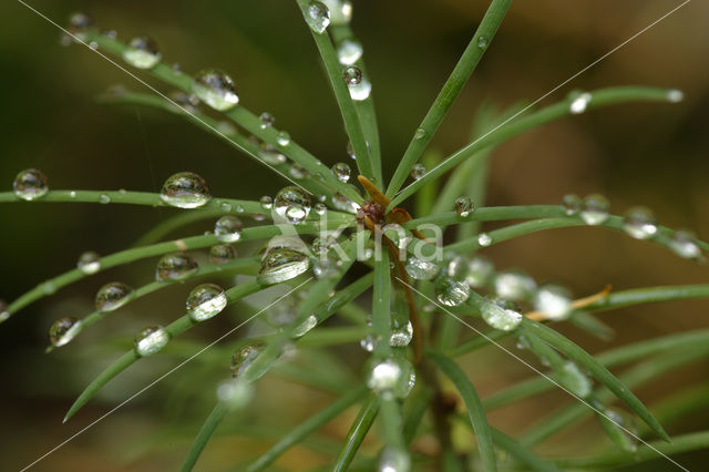 Larch (Larix)